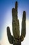 Saguaro cactus during sunset