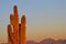 Saguaro cactus at sunset.