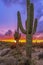 Saguaro Cactus at Sunset In Desert Preserve in Scottsdale, Arizona