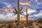 Saguaro Cactus At Sunset With Vibrant Sunset Skies