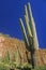 Saguaro cactus, Tonto Cliff Dwellings, Roosevelt Lake, AZ