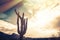 Saguaro Cactus tree - Camelback Mountain, Phoenix,AZ