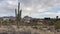 Saguaro Cactus trees in desert community Fountain Hills