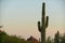 Saguaro cactus with two holes for nests
