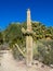 Saguaro cactus variety, Palm Desert
