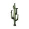 Saguaro cactus, wild plant carnegiea growing at deserts of usa and mexico
