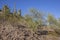 Saguaro Cactuses And Cercidium Microphyllum, or  Foothills Palo Verde Tree