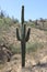 Saguaro Carnegiea gigantea 1