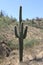 Saguaro Carnegiea gigantea