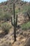 Saguaro Carnegiea gigantea 5
