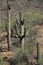 Saguaro Carnegiea gigantea 6