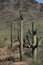 Saguaro Carnegiea gigantea 7