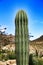 Saguaro, Carnegiea gigantea cactus in the garden