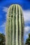 Saguaro, Carnegiea gigantea cactus in the garden