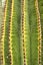 Saguaro, Carnegiea gigantea cactus in the garden