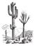 Saguaro or Carnegiea gigantea vintage engraving