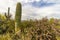 Saguaro And Cholla Cactus In Arizona