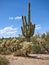 A Saguaro and Cholla Cactuses in Superstitions Desert