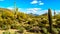 Saguaro, Cholla and other Cacti in the semidesert landscape around Usery Mountain and Superstition Mountain in the background