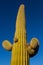 Saguaro closeup