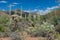 Saguaro desert landscape