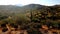 Saguaro desert natural vegetation summertime