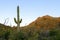 Saguaro Forest