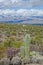 Saguaro Forest in Saguaro National Monument