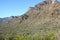 Saguaro Forest in Saguaro National Monument