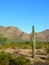 Saguaro Four