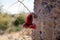 A Saguaro fruit hanging in thorny thistle