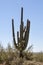 Saguaro Icon of the Southwest Deserts