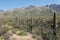 Saguaro Landscape