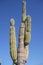 Saguaro large cactus in Mexico