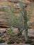 Saguaro and Mesquite against rock cliff