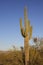 Saguaro and Moon