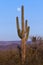 Saguaro and Moon at Sunset