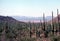 Saguaro national park