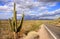 Saguaro National park