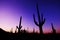 Saguaro National Park 2