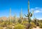 Saguaro National Park