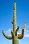 Saguaro National Park