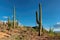 Saguaro National Park, Arizona