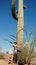 Saguaro national park giant cactus finger