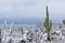Saguaro National Park winter snow