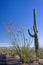 Saguaro and Ocotillo Cactus