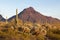 Saguaro, Ocotillo and Mountain Scene