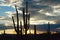 Saguaro Panorama