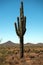 Saguaro at Phoenix Sonoran Preserve, Arizona, USA