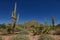 Saguaro and prickly pear cacti in western landscape